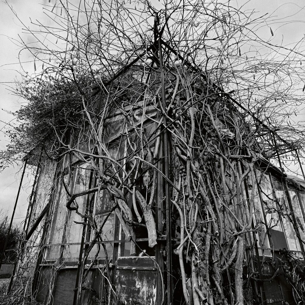 Dead Decades - Impure Wilhelmina