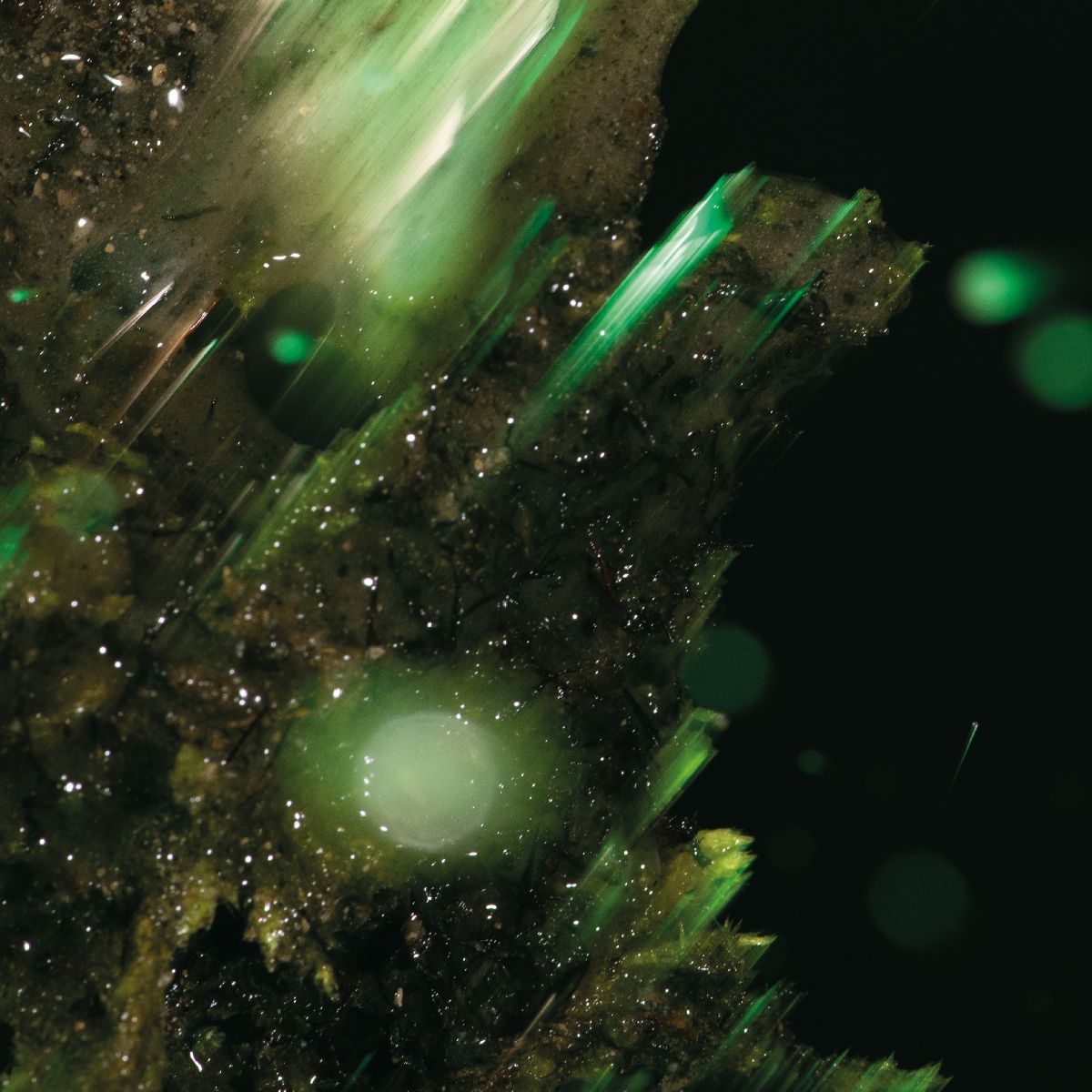 idsungwüssä - Abraham