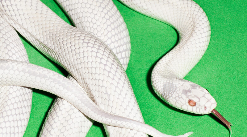 private music - Deftones