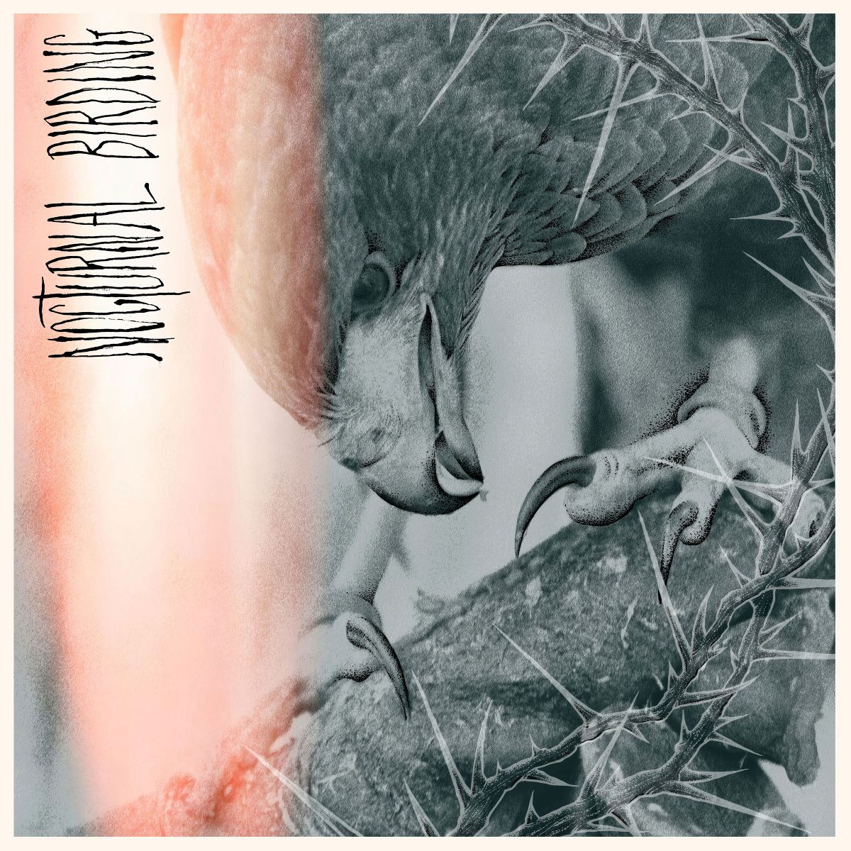 Nocturnal Birding - Author & Punisher