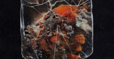 ALBUM REVIEW: Death & Connection – Shields