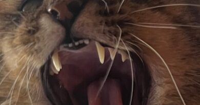 EP REVIEW: A Fate Worse Than Loneliness – Showing Teeth