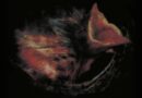 ALBUM REVIEW: Nobody’s Coming To Save You – Gurriers